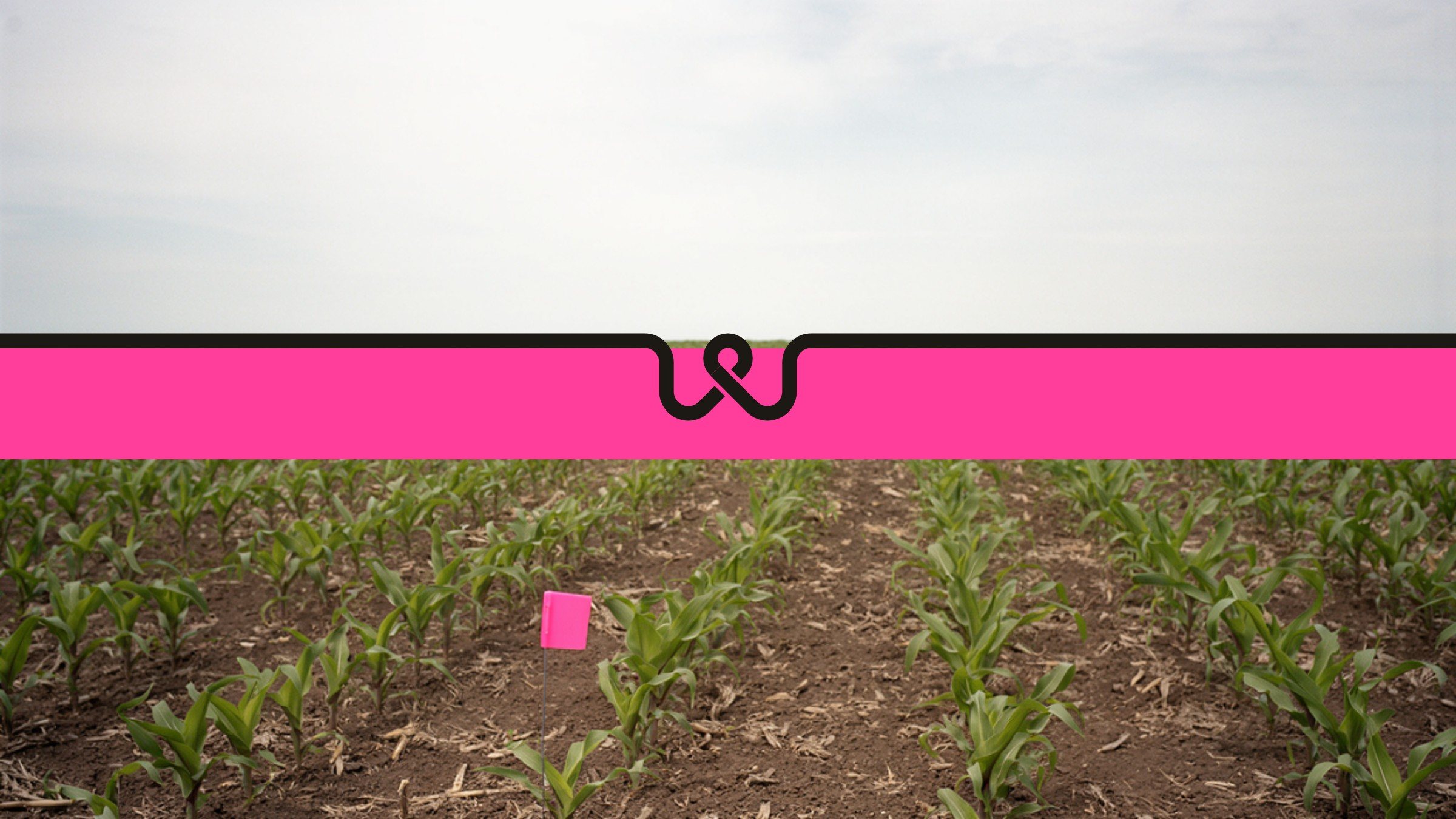 Young corn to the horizon; a black thread runs across it, dipping into a w over a flag-pink band.