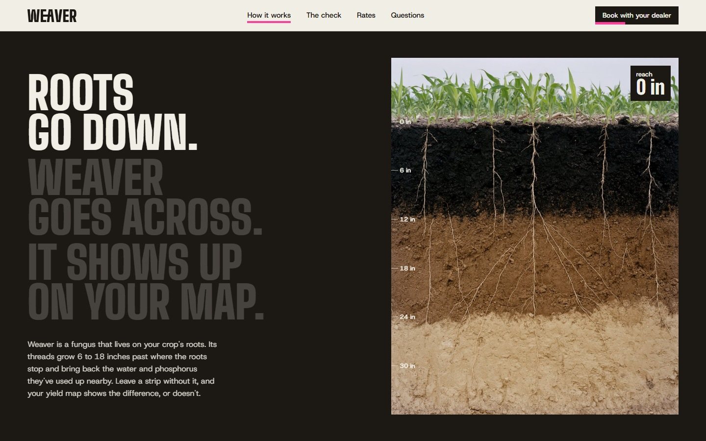 The signature, first state: Roots go down, over the soil profile